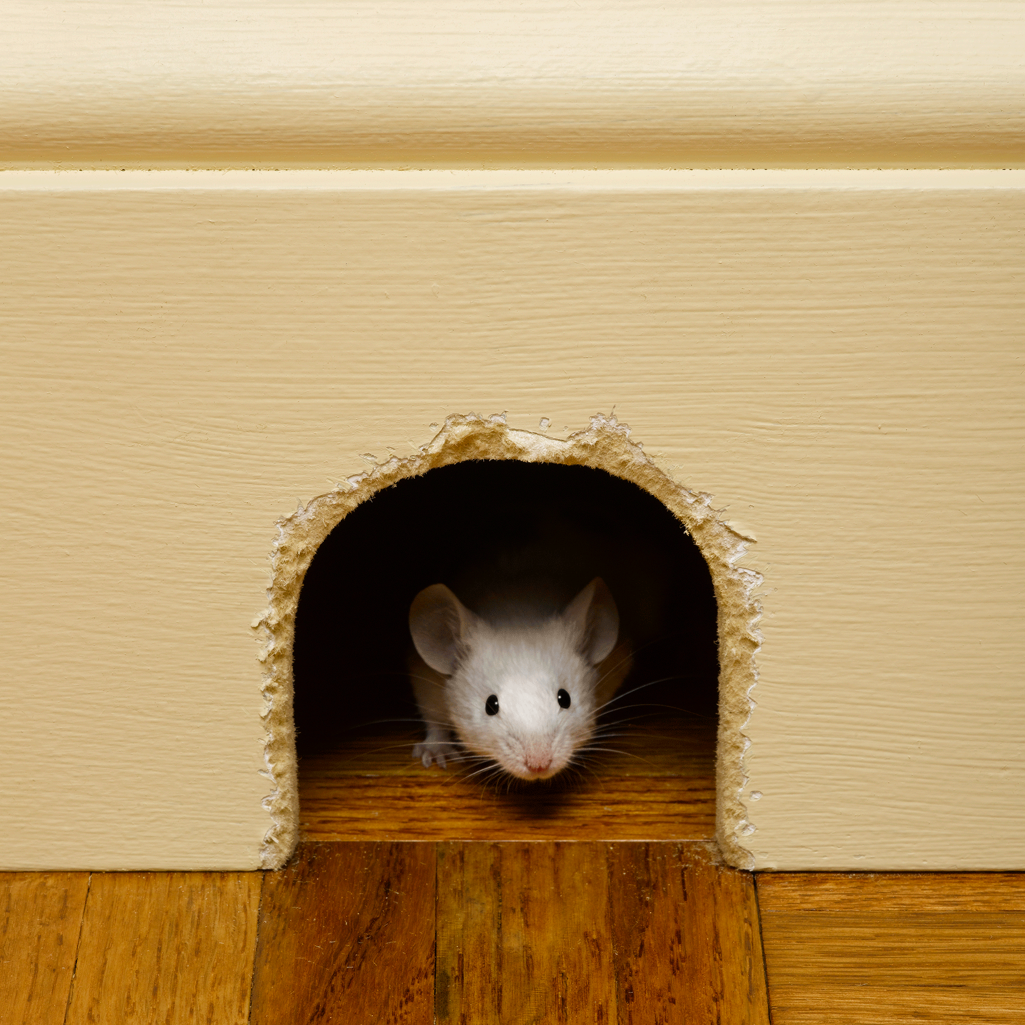White mouse in mouse hole peeking out