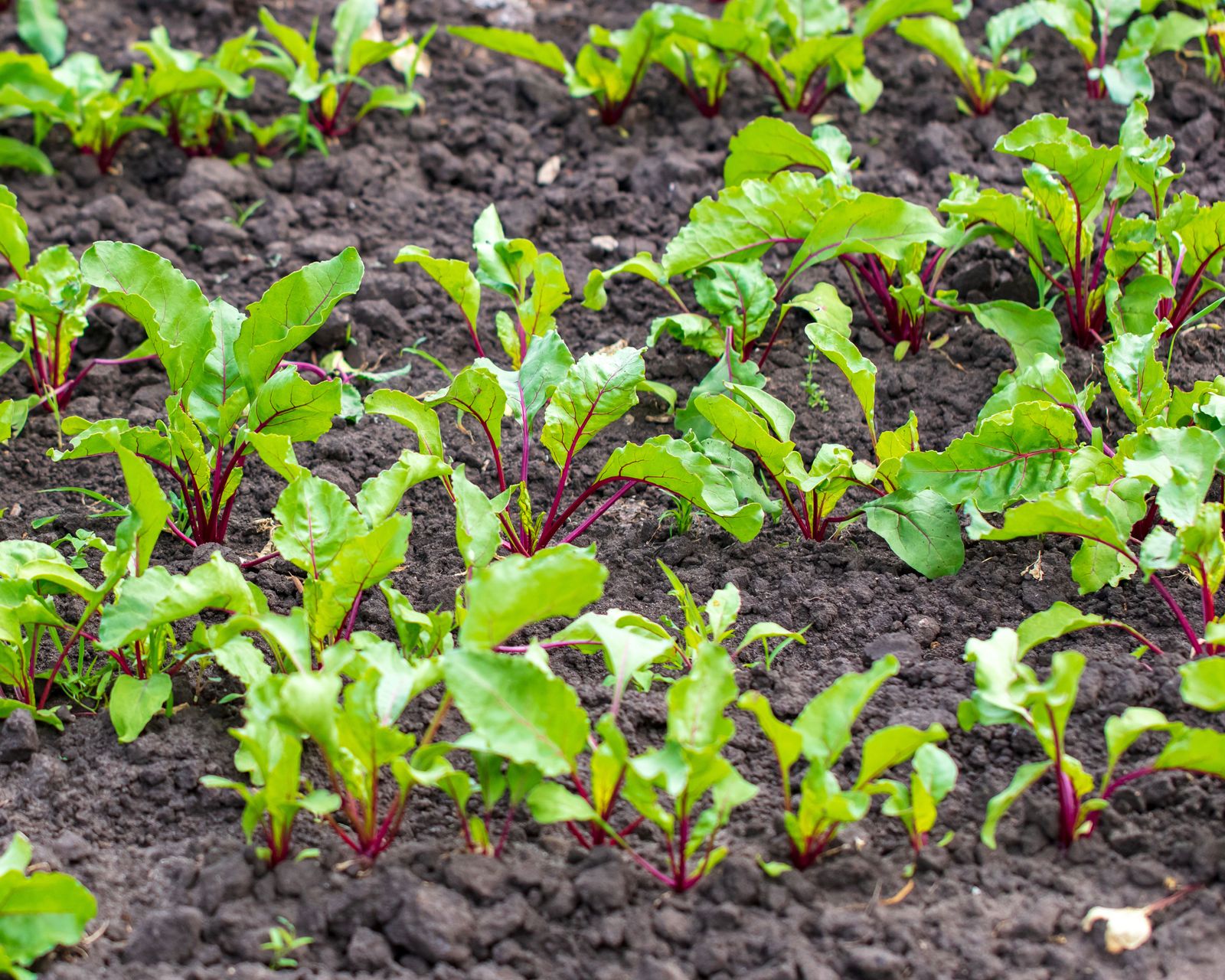 How to grow beets for a healthy harvest Homes & Gardens