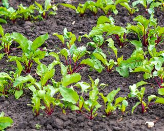 beetroot growing in the kitchen garden at Hawkstone Hall