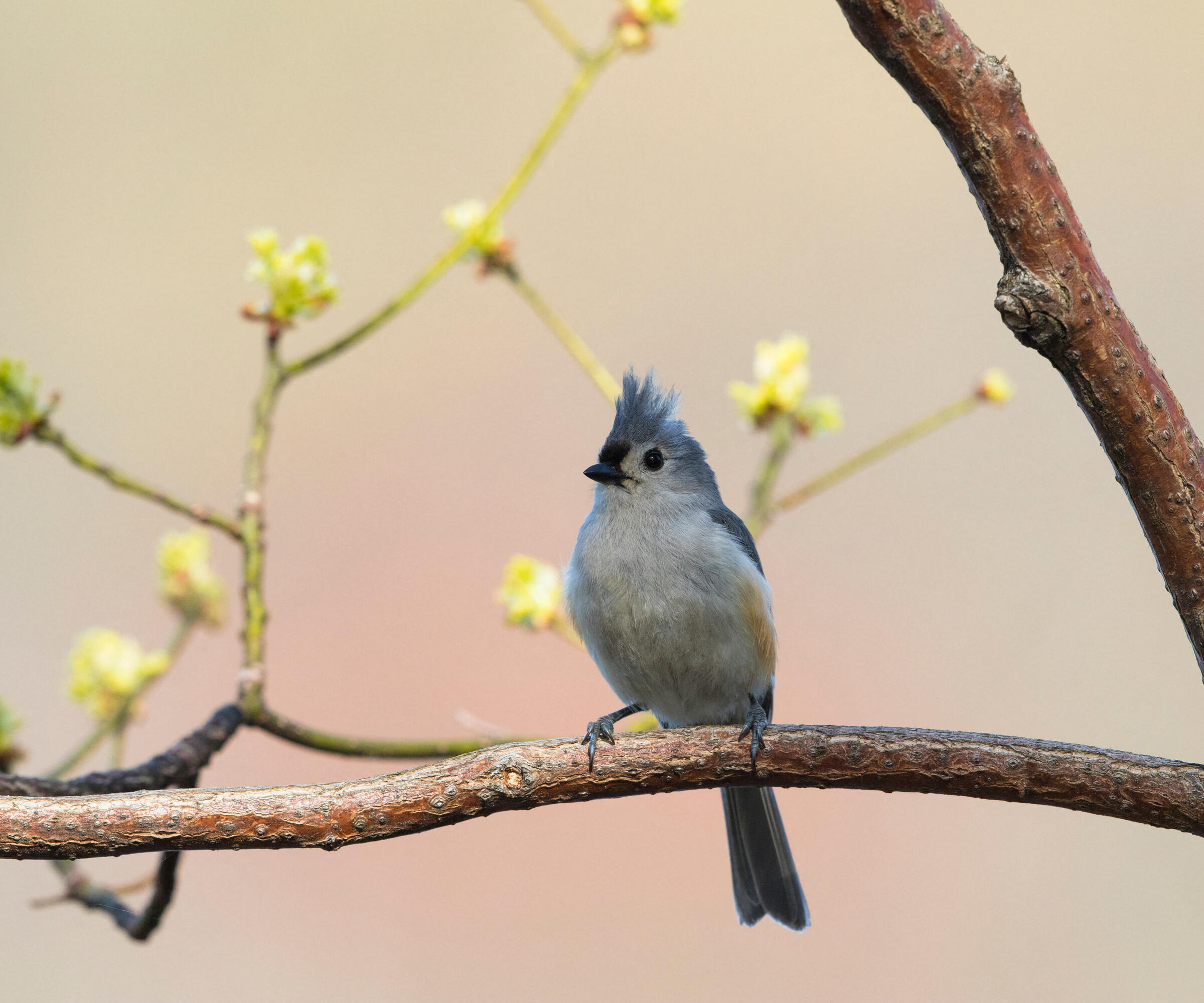Tufted Titmouse perched in a Sassafras tree