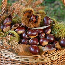 Conkers in basket.