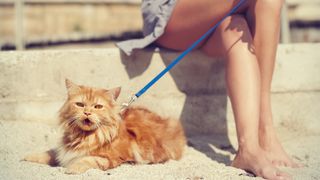 Cat on a leash on a beach