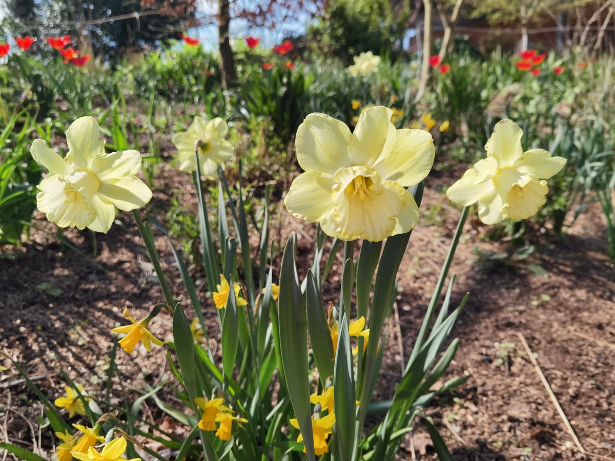 Huawei P40 Pro camera samples