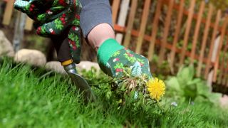 Someone wearing gardening gloves pulling up a dandelion in the yard