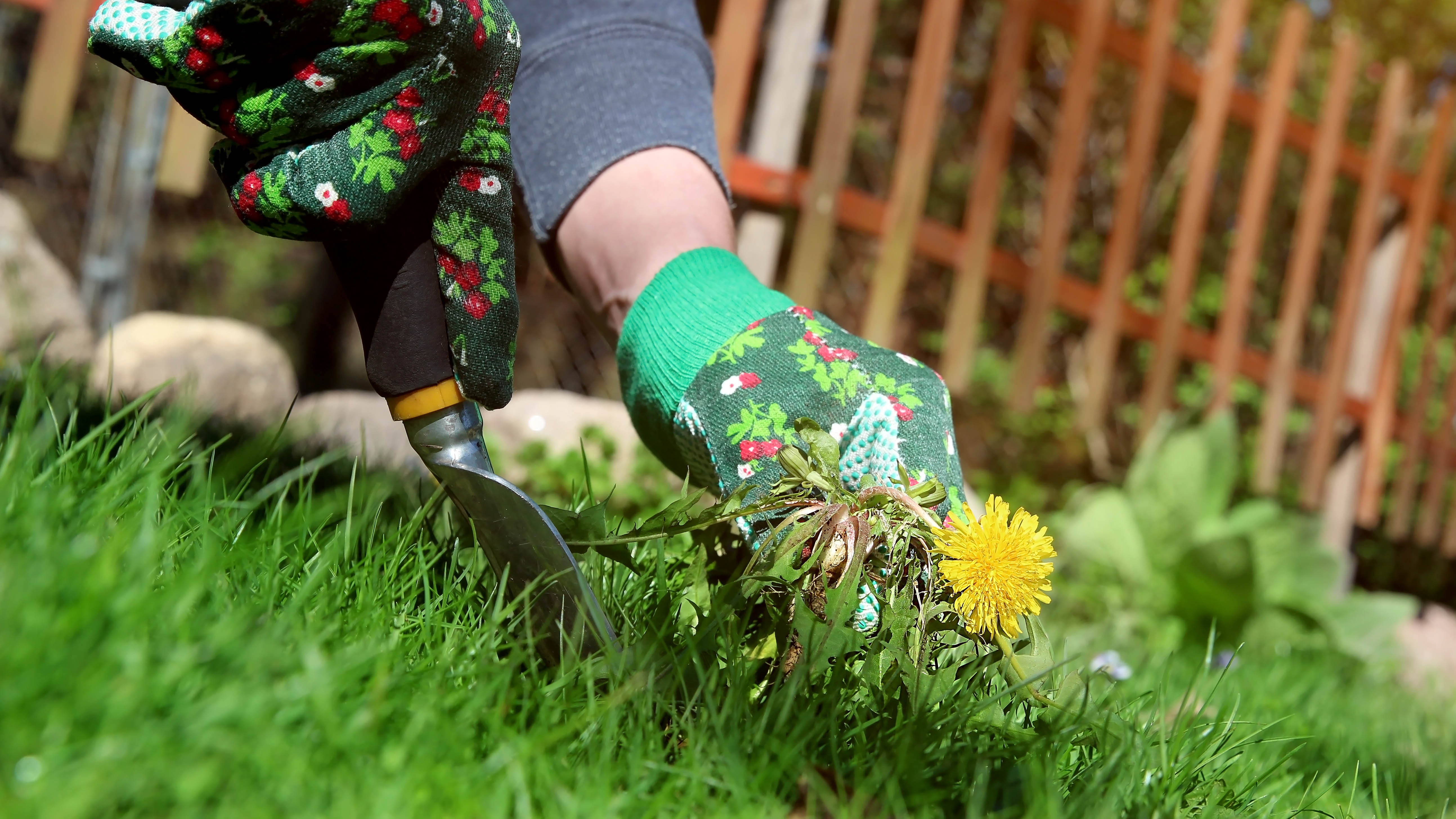 Someone wearing gardening gloves pulling up a dandelion in the yard