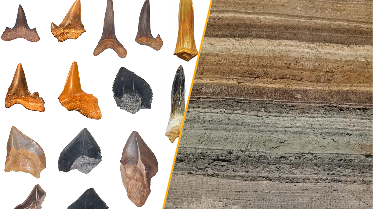 Ancient shark 'graveyard' uncovered in Egyptian desert