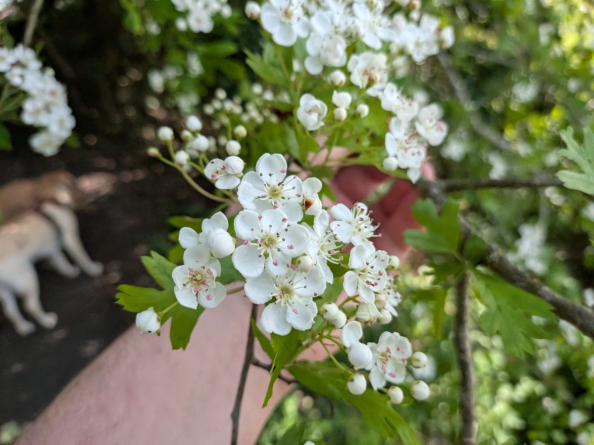 pixel 10 vs nothing phone 4a pro shootout macro