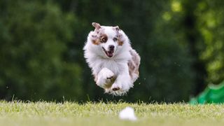 Miniature American Shepherd