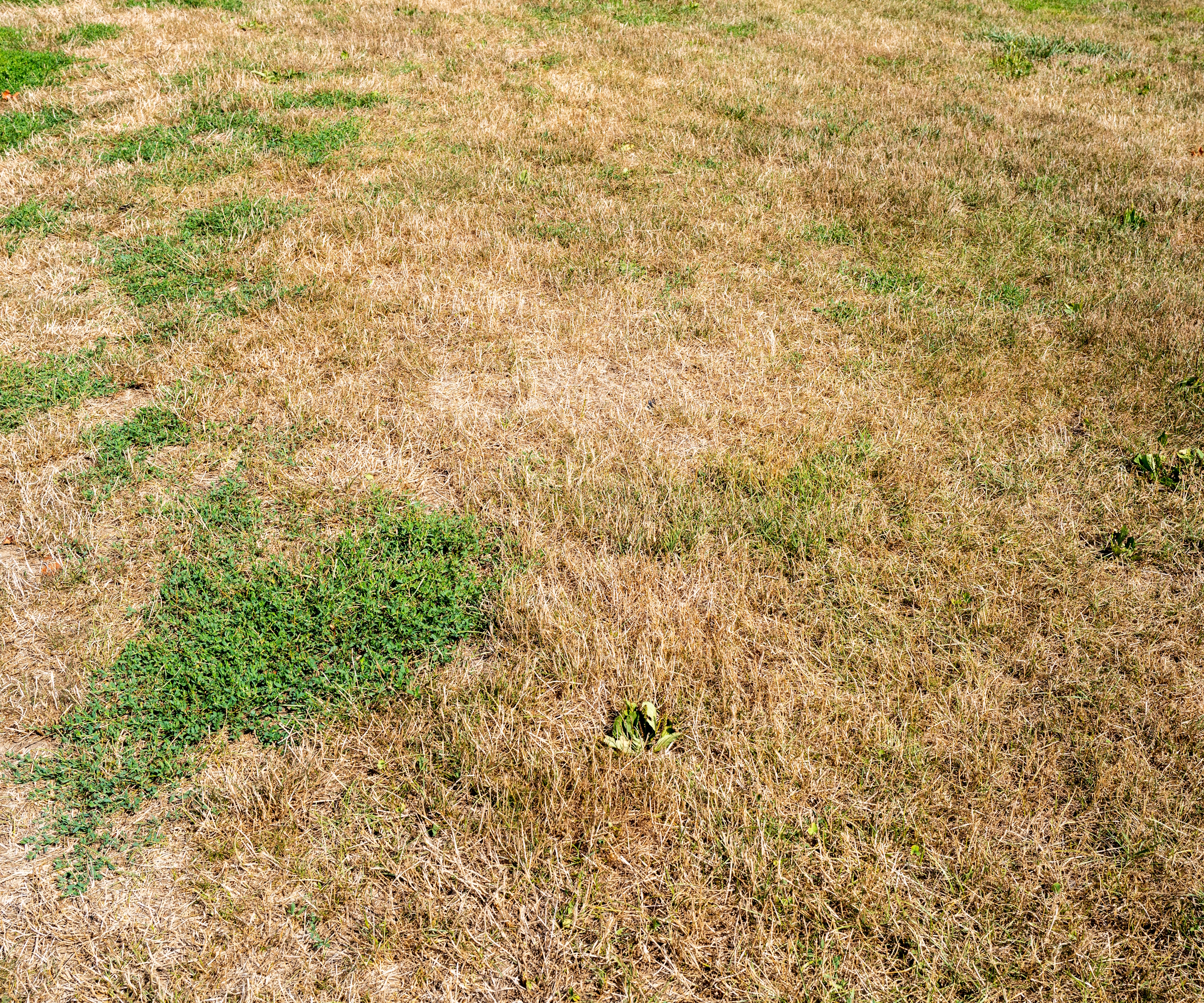 Brown grass in Brooklyns Prospect Park during drought conditions in 2022