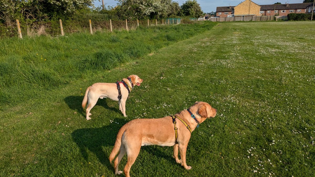 200 photos google pixel 8a vs google pixel 6 pro