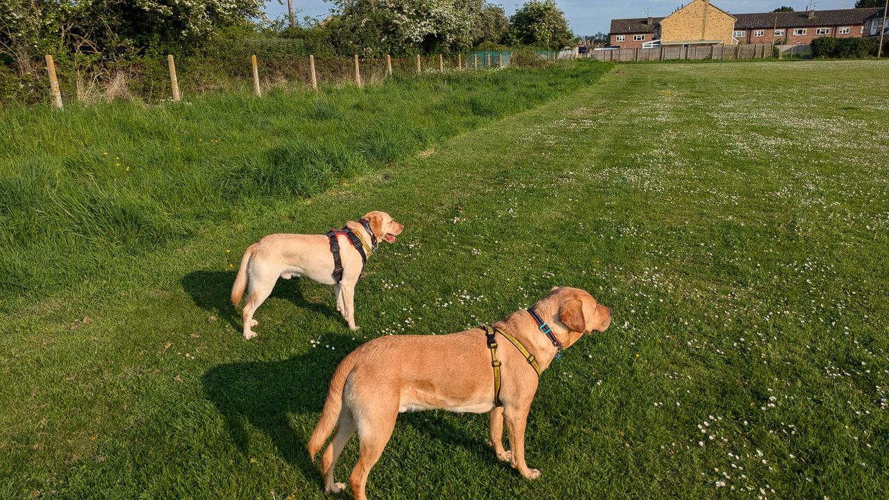 200 photos google pixel 8a vs google pixel 6 pro