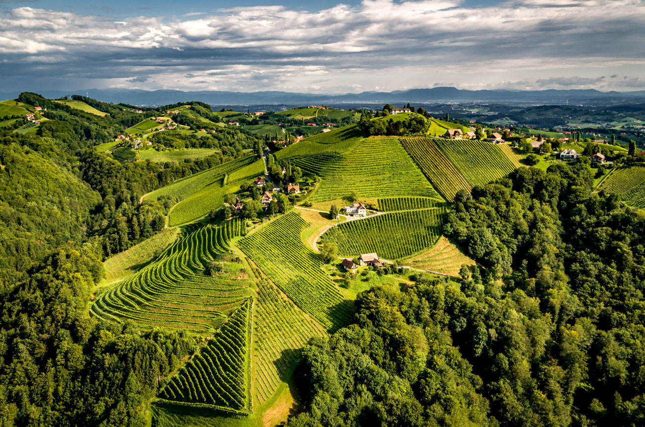Austrian Wine vineyards
