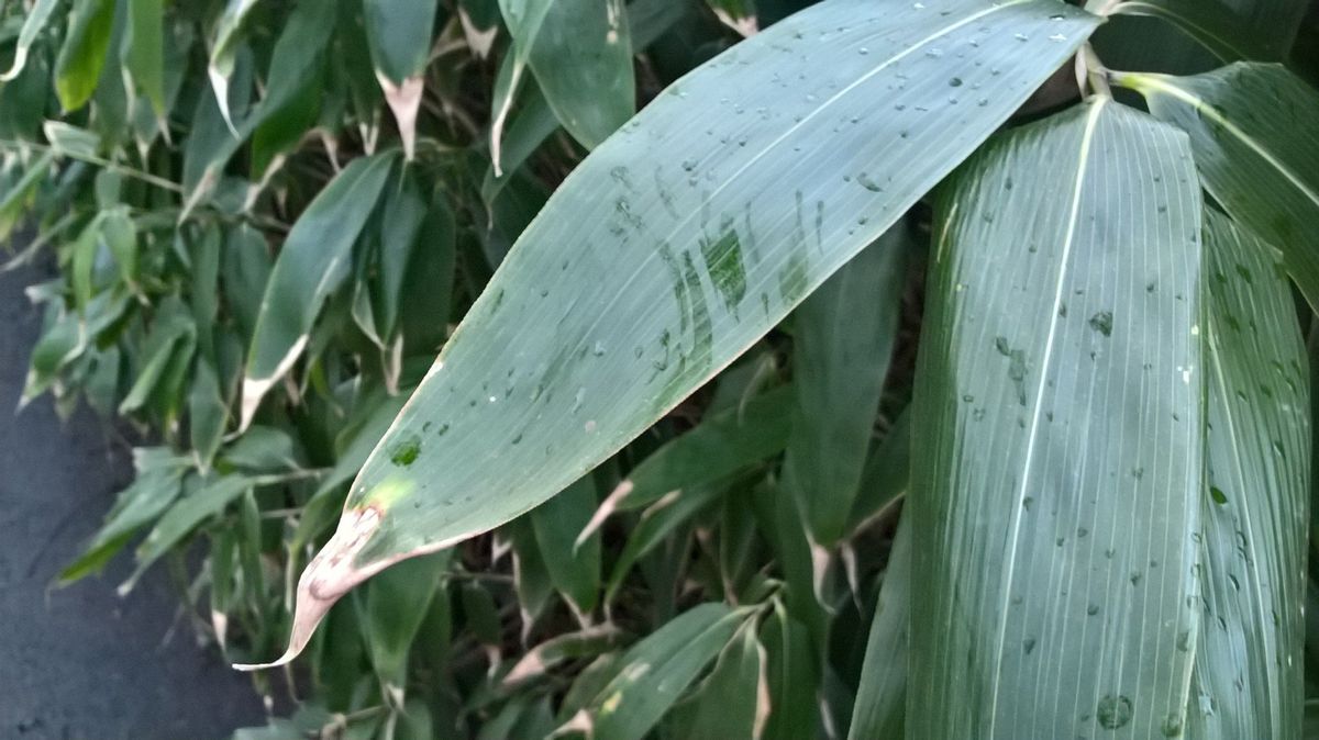 Lumia 550 camera sample