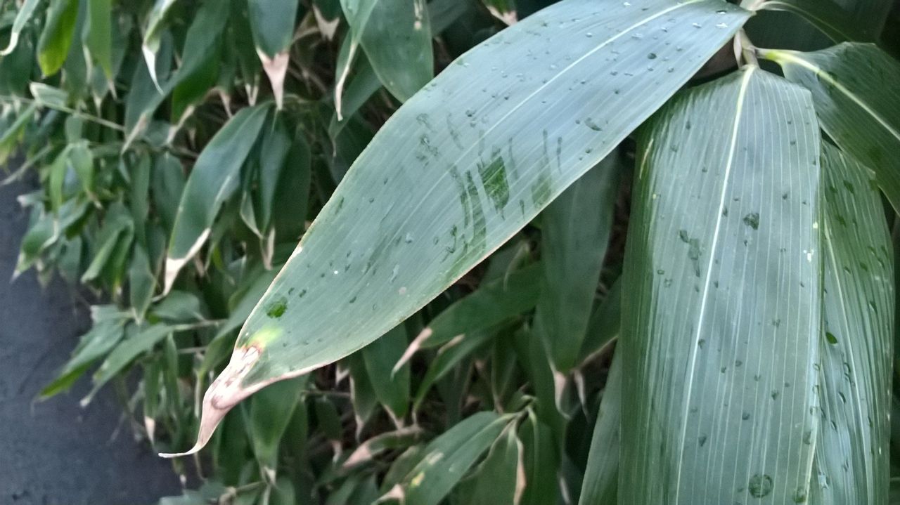 Lumia 550 camera sample