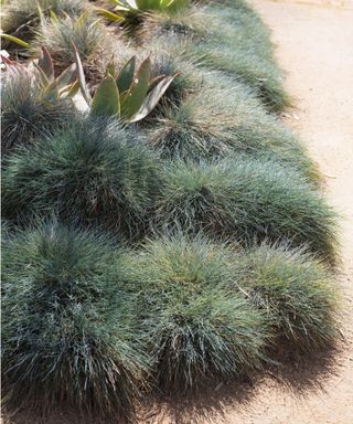 Festuca glauca 'Beyond Blue'