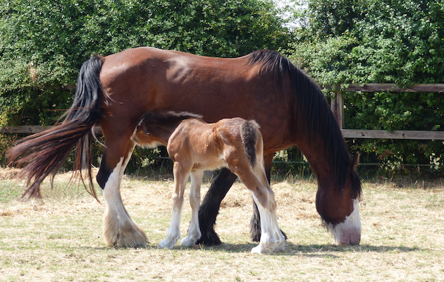 ShireFoal1