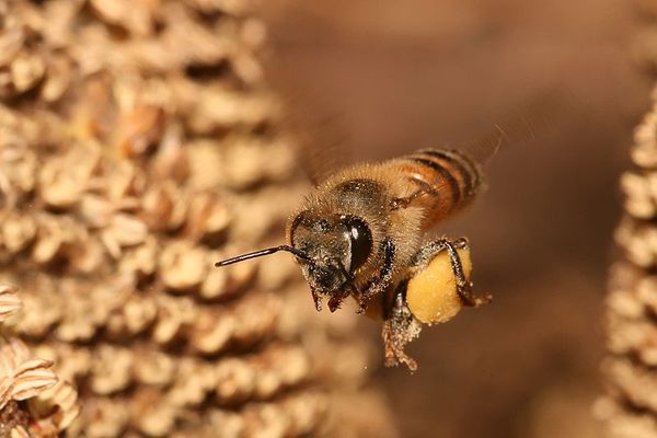 A honey bee carrying pollen back to its hive. Credit: Creative Commons | Muhammad Mahdi Karim