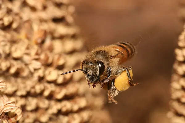 A honey bee