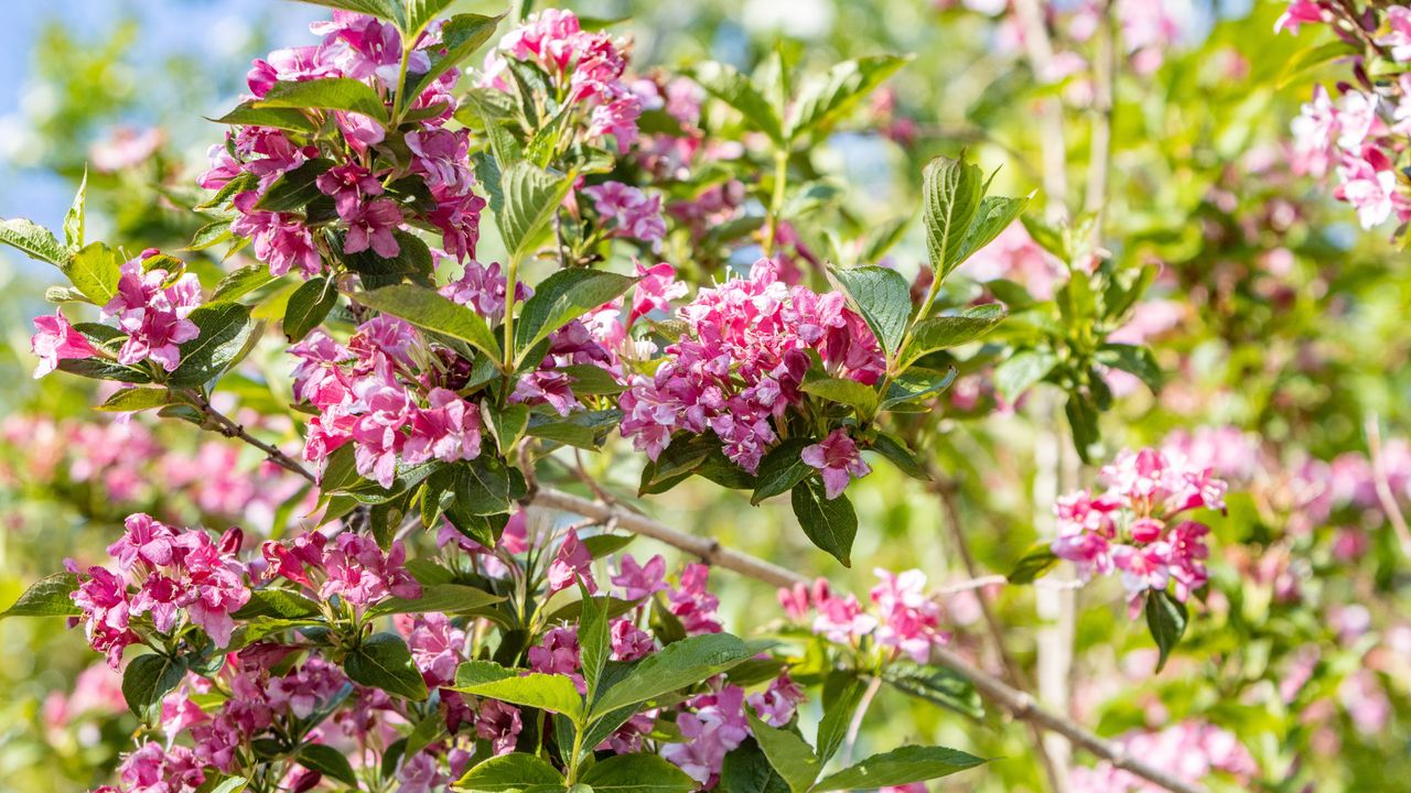 Weigela plant