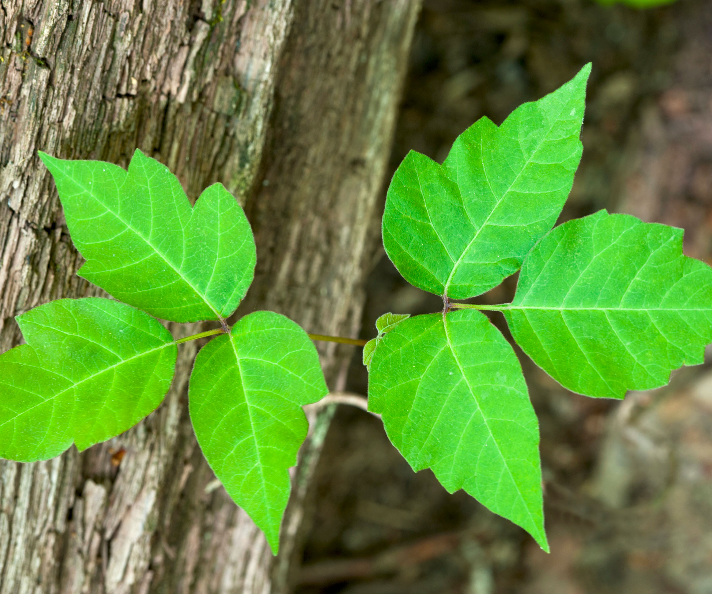 poison ivy weed on tree