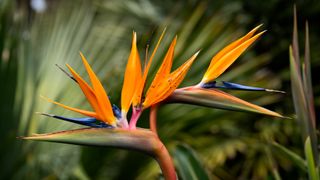 Bird of Paradise