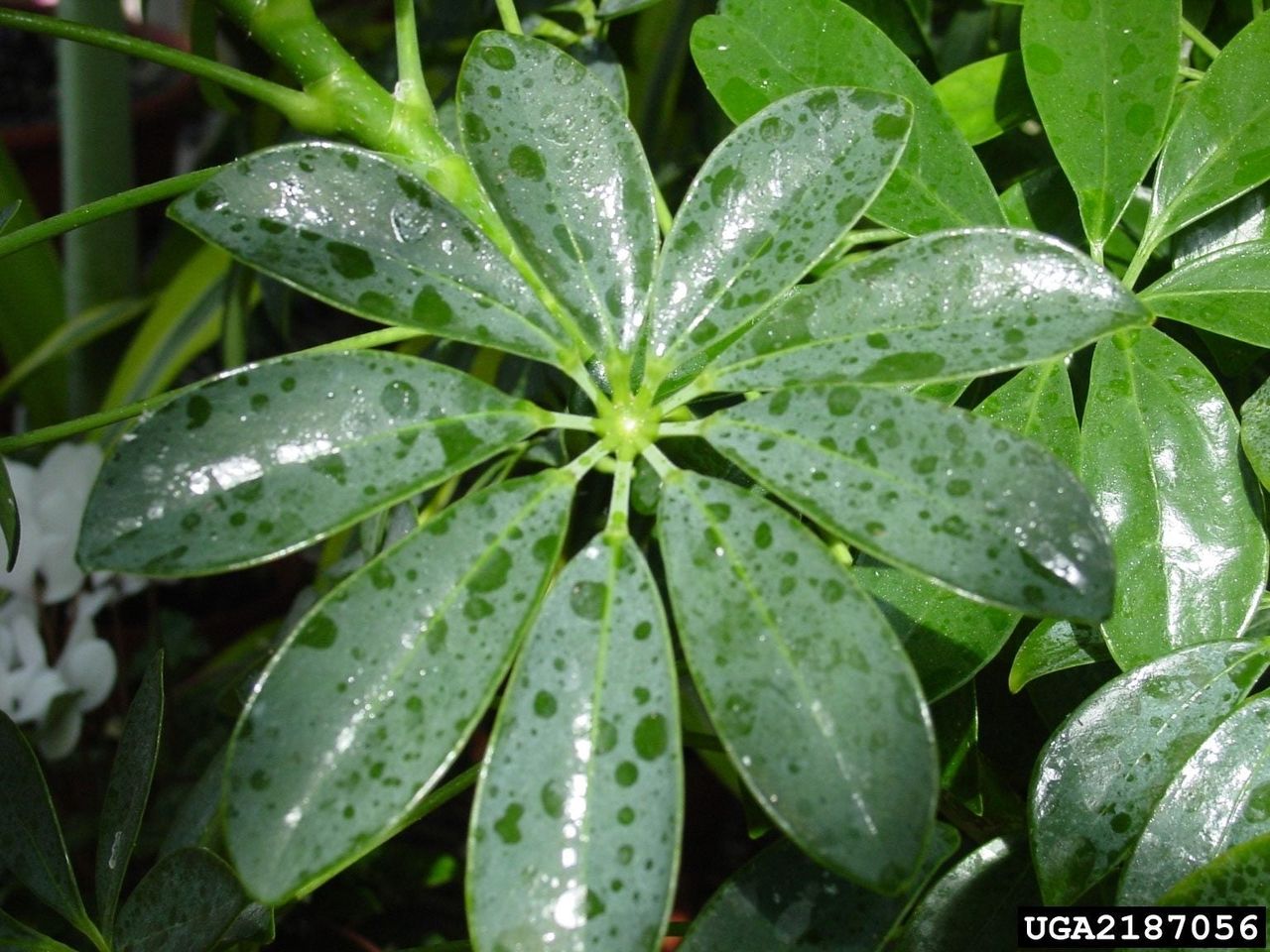 Sticky Schefflera Plants