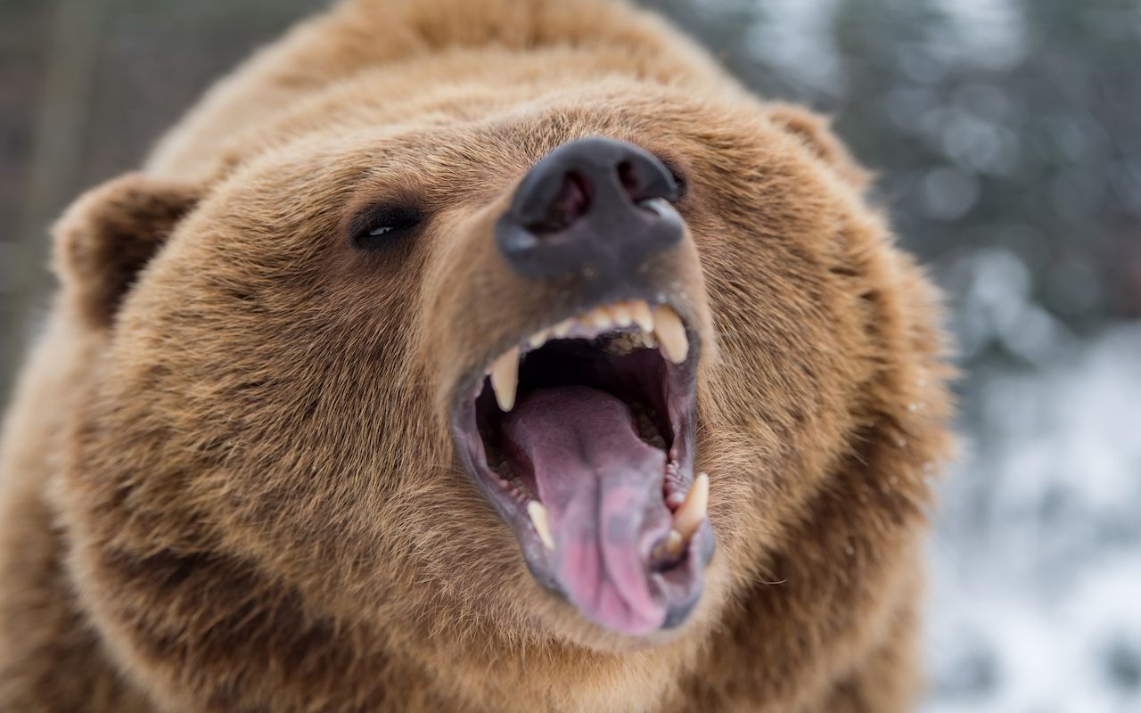 Closeup brown bear roaring in winter forest