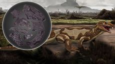 Artist impression of the reptile-like creature that the skin came from and shown in a circle beside the dinosaur is an image of the fossilized skin.