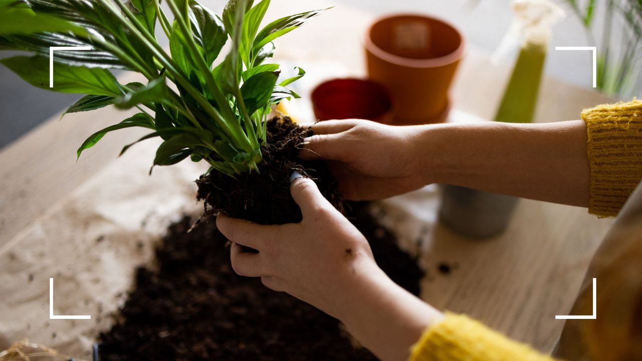 picture of woman removing excess soil from a peace lily plant to repot after discovering when to repot your houseplants