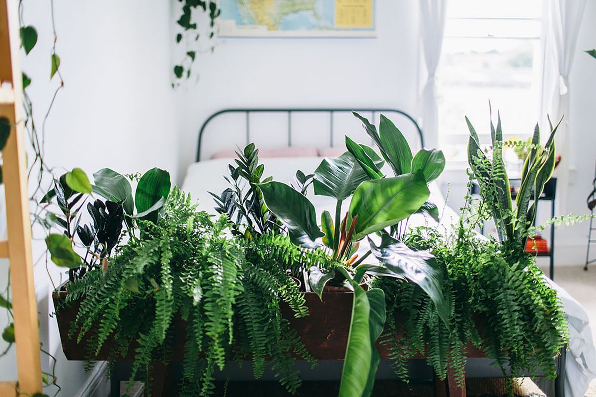 Is your heating killing your house plants? Here's how to find out ...