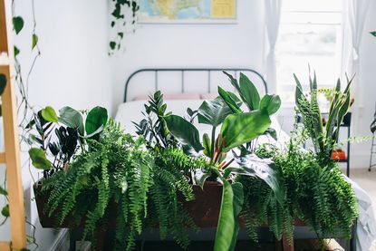 indoor garden ideas: plants from botanica studio dividing bedroom