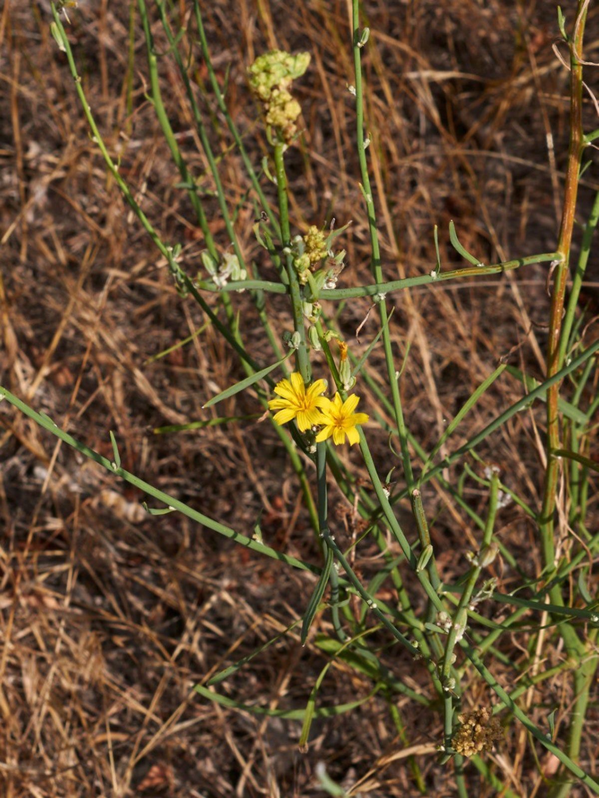 Skeletonweeds