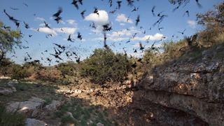 Mexican free-tailed bats outside a cave in Texas
