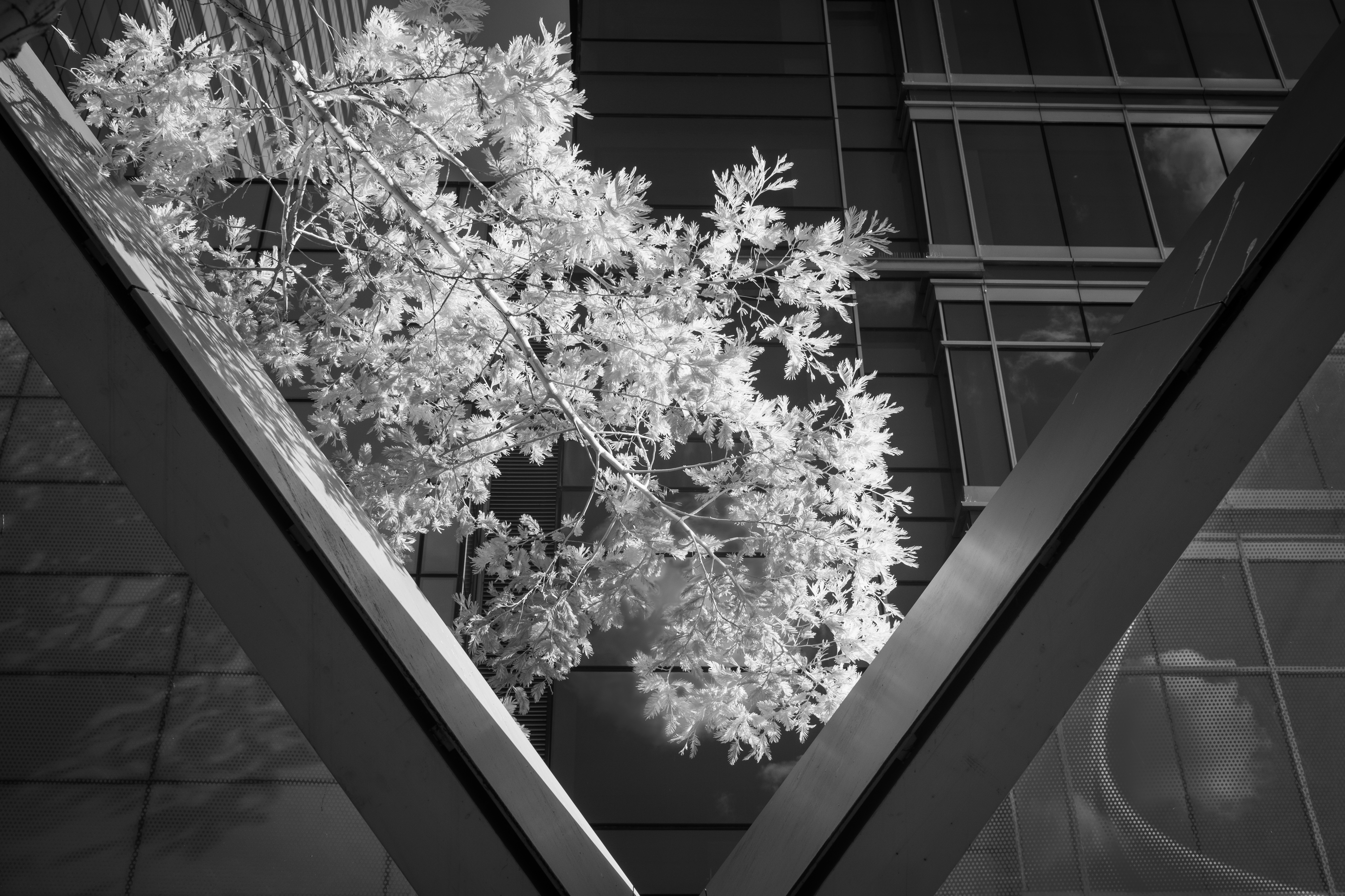 A tree branch and foliage in a triangular window