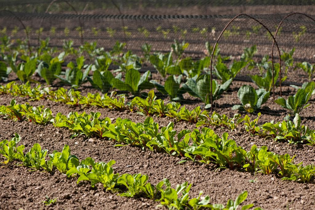 How to grow spinach your goto growing guide Gardeningetc