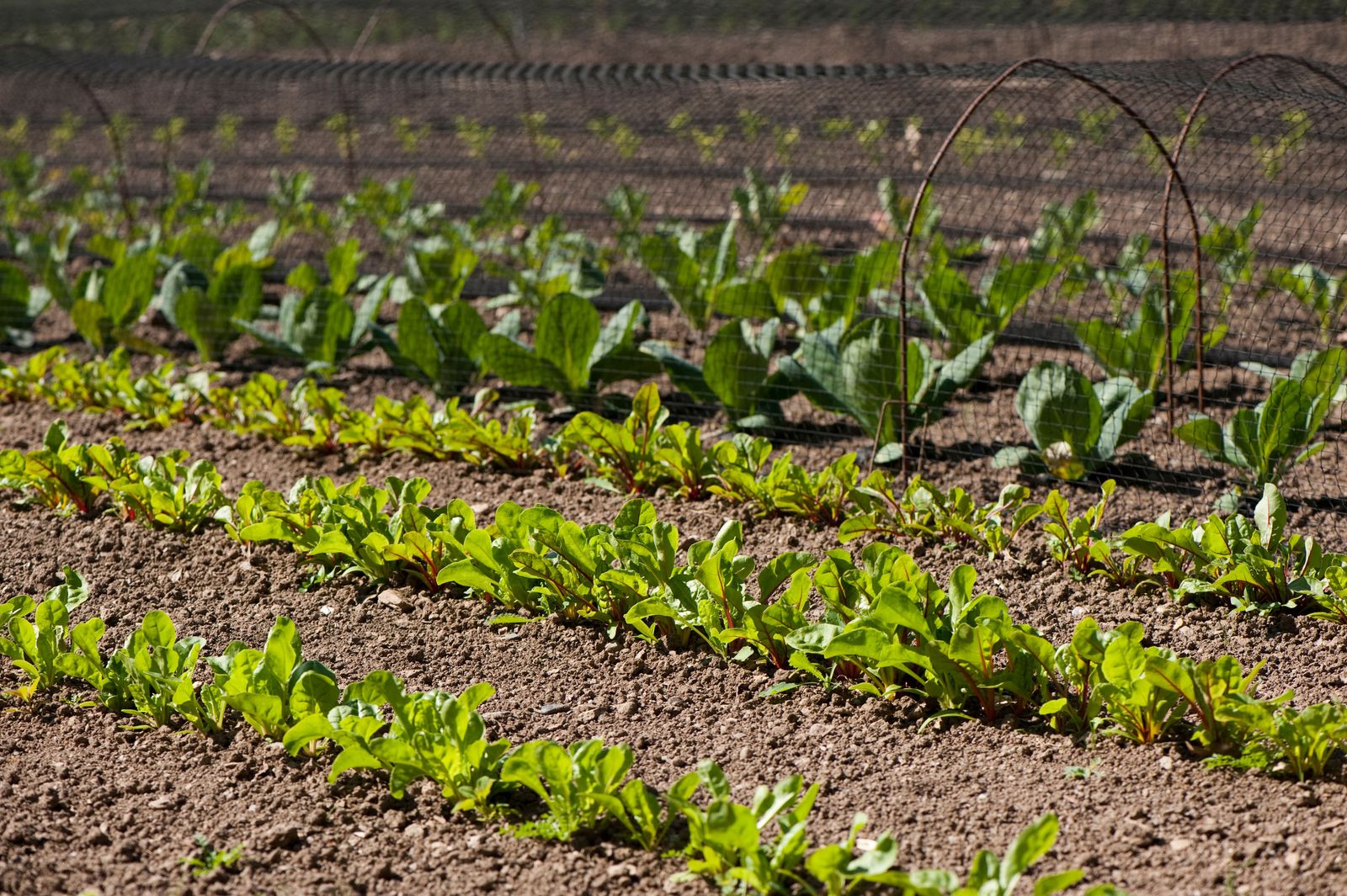 How to grow spinach your goto growing guide Gardeningetc