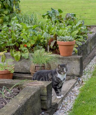 Wooden raised flower bed ideas growing vegetables, with a cat.