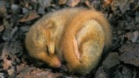 A furry orange-ish dormouse sleeps in a ball on the leafy ground