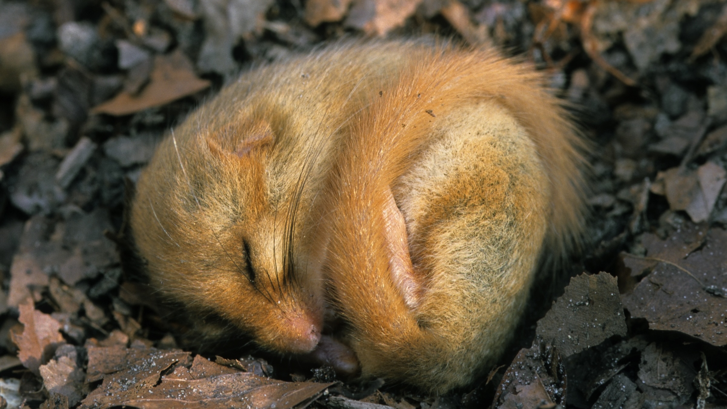 A furry orange-ish dormouse sleeps in a ball on the leafy ground