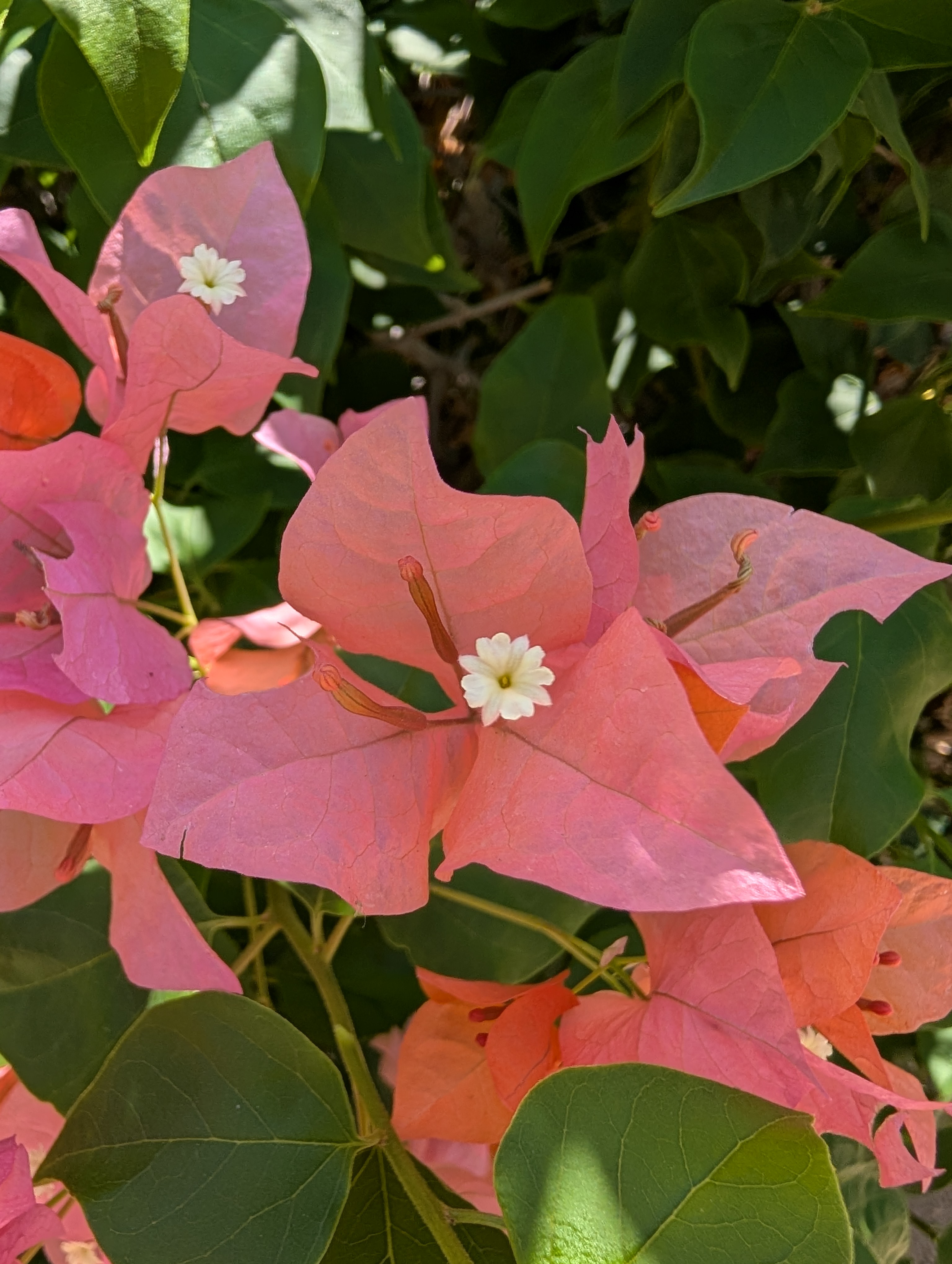 A macro shot of pink flowers captured with the Google Pixel 9.