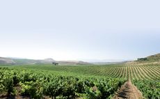 Faustino vineyards