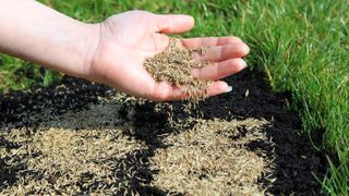 A hand holding and spreading grass seed over a patch in a lawn to demonstrate how to plant grass seed
