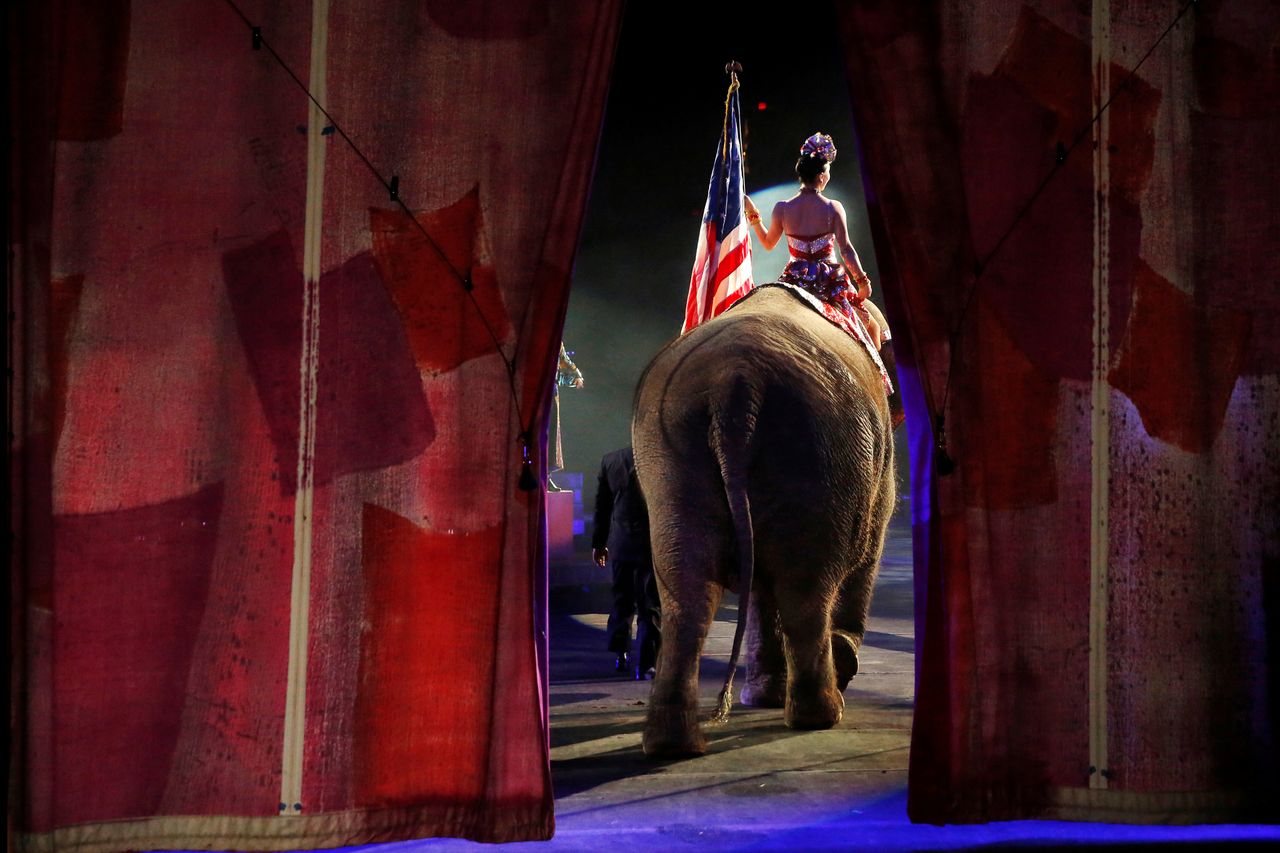 One of Ringling Bros and Barnum &amp;amp; Bailey Circus&amp;#039; performing elephants enters the arena for it&amp;#039;s final show.