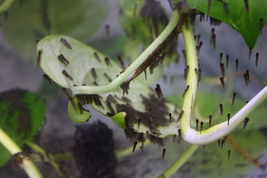 Puerto Rican crested toad tadpoles