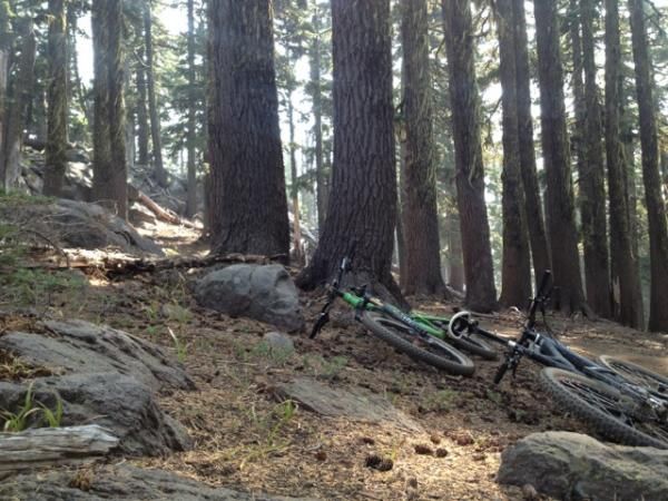 Oregon pines