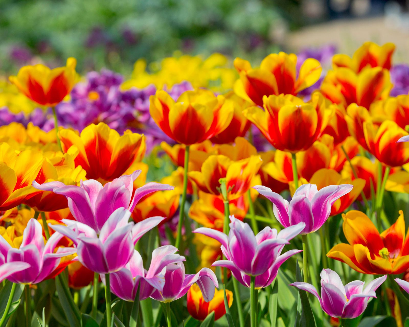 What To Plant In December 12 Plants To Sow And Grow Gardeningetc what-to-plant-in-december-12-plants-to-sow-and-grow-gardeningetc
