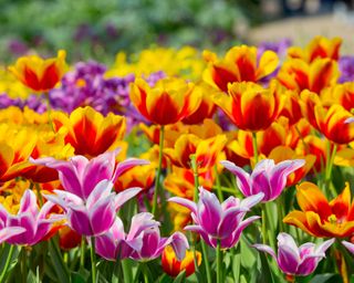 Lots of brightly coloured tulip flowers