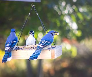 Blue jays and a woodpecker at backyard bird feeder