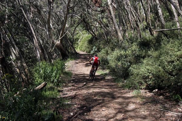 Part of the super D course was through snow gums