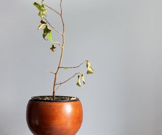 A dried out ficus plant in a pot